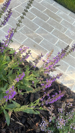 Dijon Limestone Honed Tumbled Cobbles - 200x100x30mm